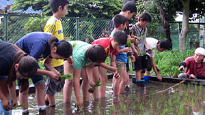 田植え