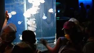 江ノ島水族館