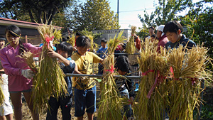 5年 稲の収穫