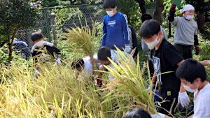 5年 稲の収穫