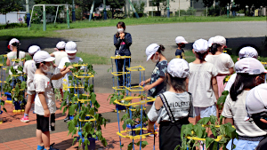 1年生 朝顔の観察