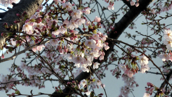 桜の写真