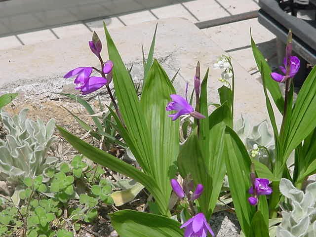 霧が丘第一小学校 春の植物