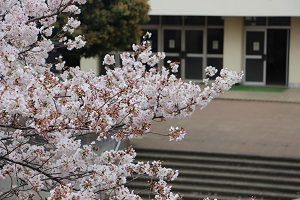 桜のさくら - 横浜市立桜丘高等学校