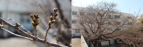 桜のさくら - 横浜市立桜丘高等学校
