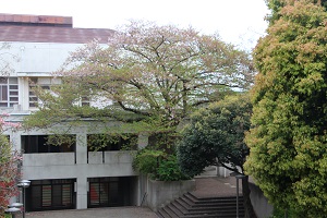 桜のさくら - 横浜市立桜丘高等学校