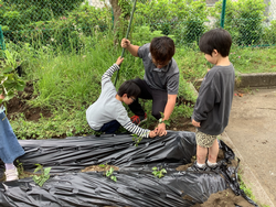さつまいも苗植え