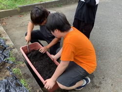 大葉しそ種植え