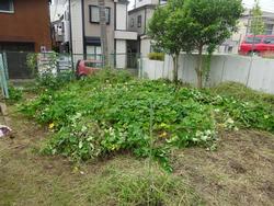 きれいになった