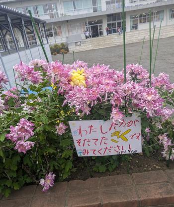 体育館前の菊