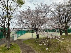 R6年度 校内桜の風景